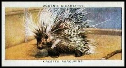 34 Crested Porcupine